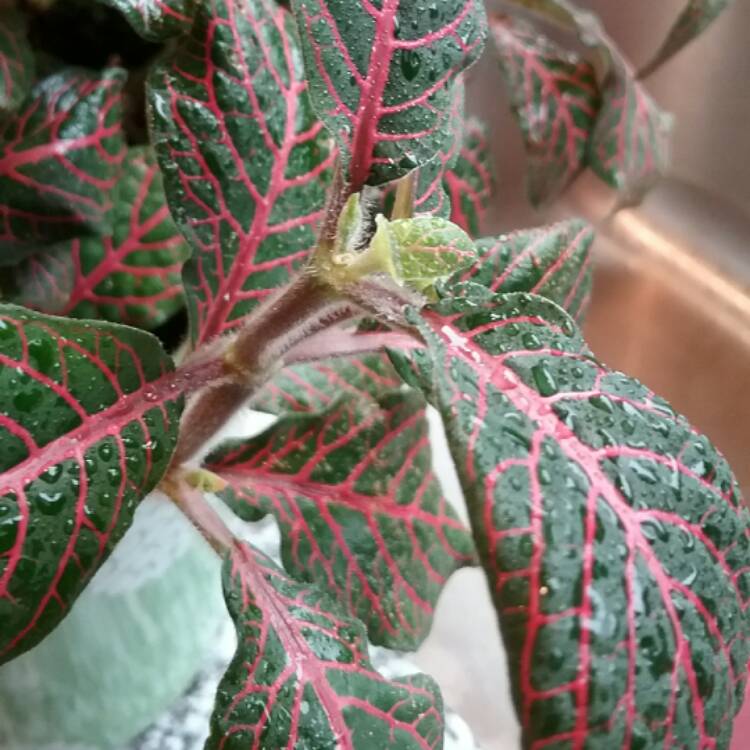 Plant image Fittonia argyroneura 'Red Anne'