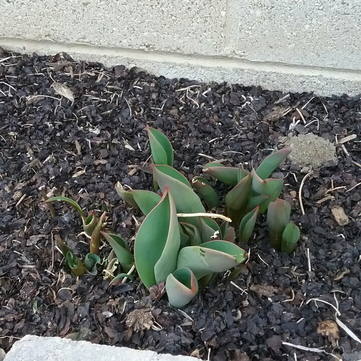 Plant image Tulipa 'Daydream'