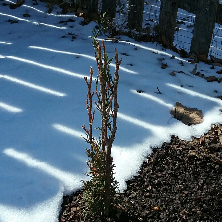 Plant image Thuja occidentalis 'Emerald Green'