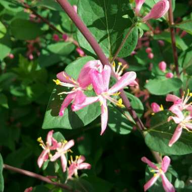 Lonicera