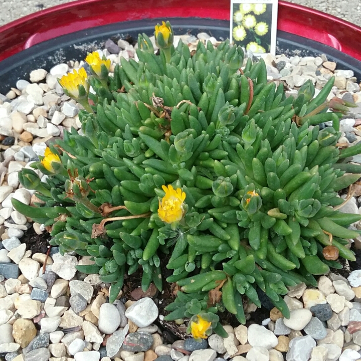 Plant image Delosperma cooperi 'Jewel Of Desert Peridot' (Jewel of Desert Series)