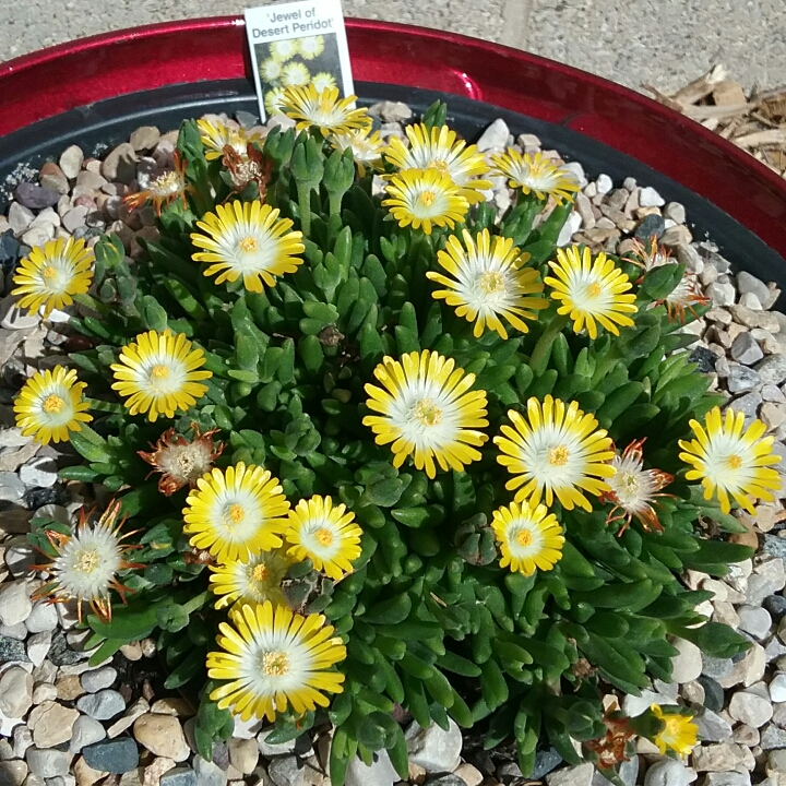 Plant image Delosperma cooperi 'Jewel Of Desert Peridot' (Jewel of Desert Series)