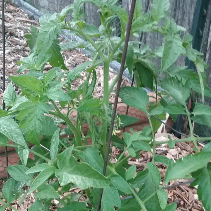 Plant image Solanum Lycopersicum 'Early Girl'