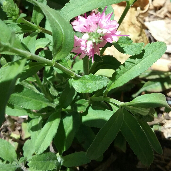 Plant image Veronica longifolia 'Alllove' syn. Veronica longifolia 'First Love'