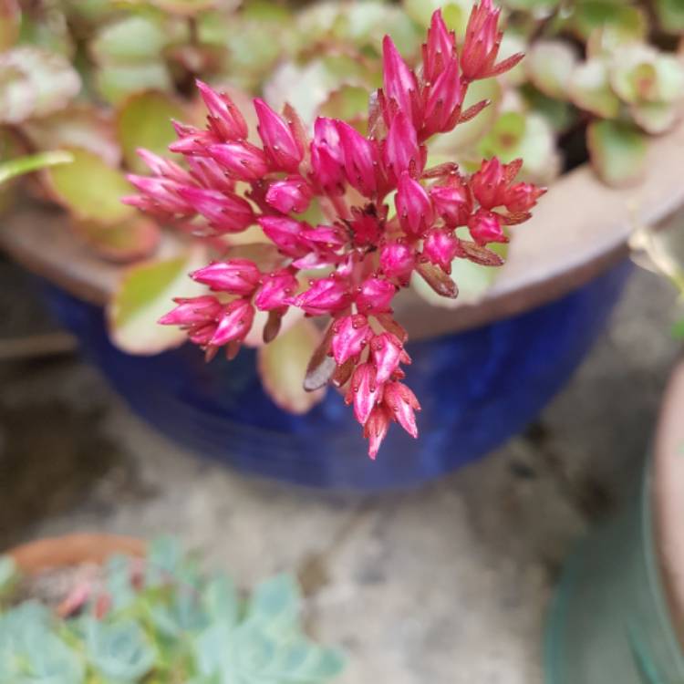 Plant image Hylotelephium Cauticola