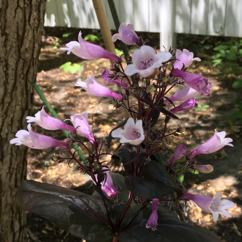 Plant image Penstemon 'Dark Towers'