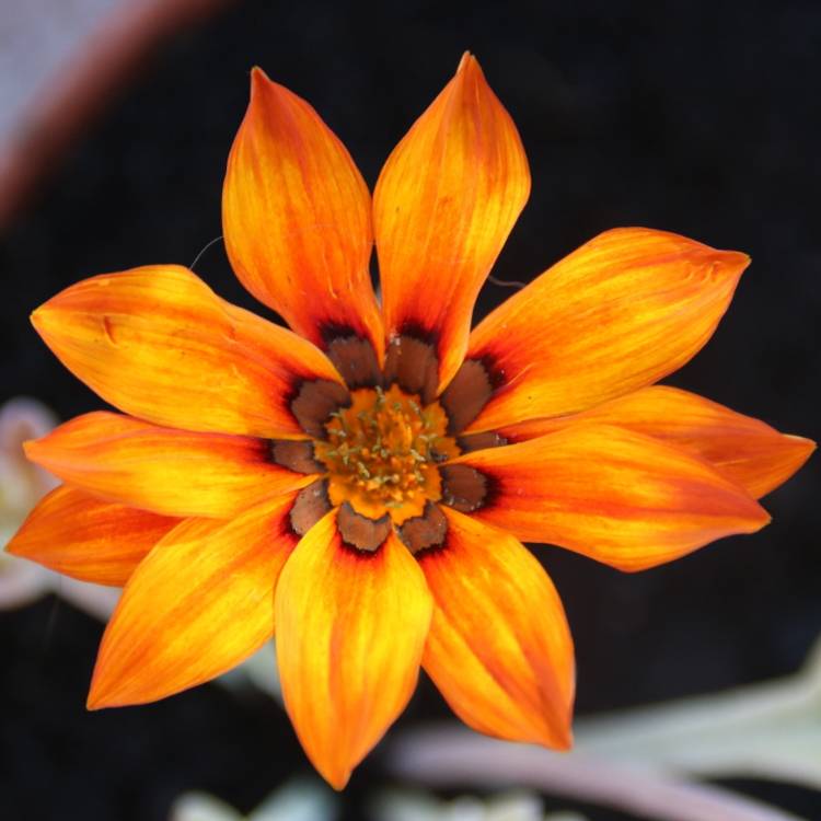 Plant image Gazania 'Daybreak Mix'