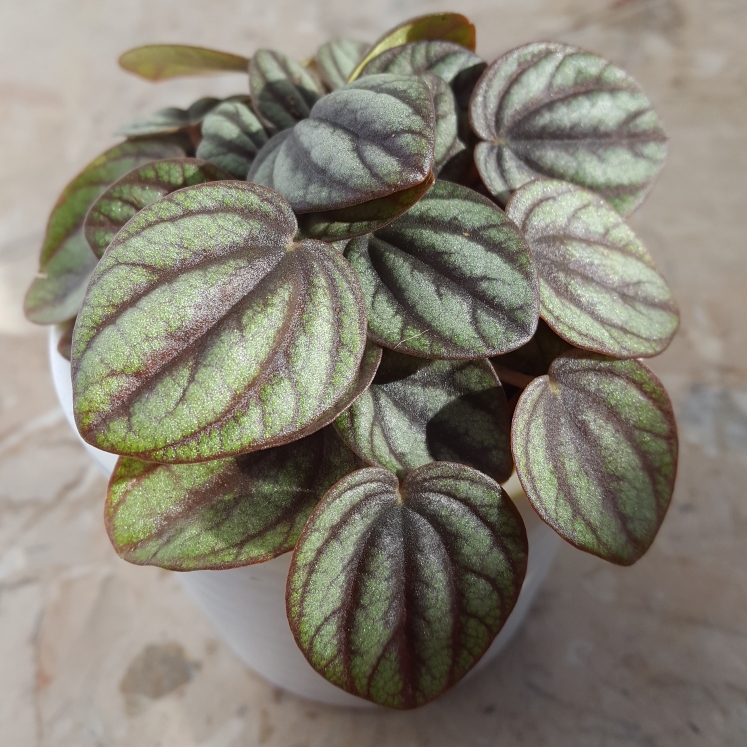 Plant image Peperomia 'Piccolo Banda'