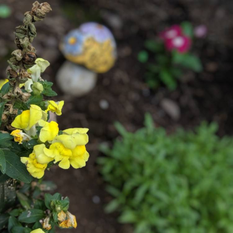 Plant image Antirrhinum majus 'Tom Thumb'