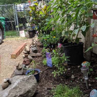 Ashlee's garden