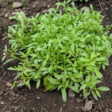 Sweet Alyssum