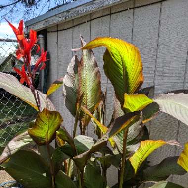 Canna 'Phasion'