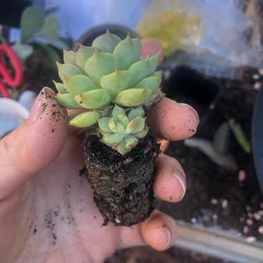 Echeveria Dondo