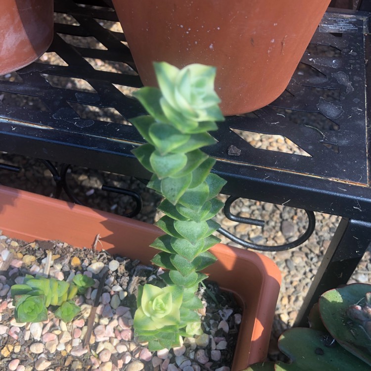 Plant image Crassula Perforata Variegata