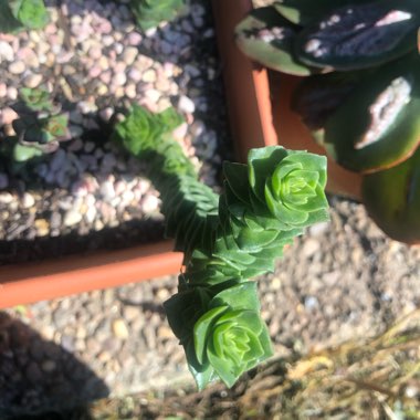 Crassula 'Green Pagoda'