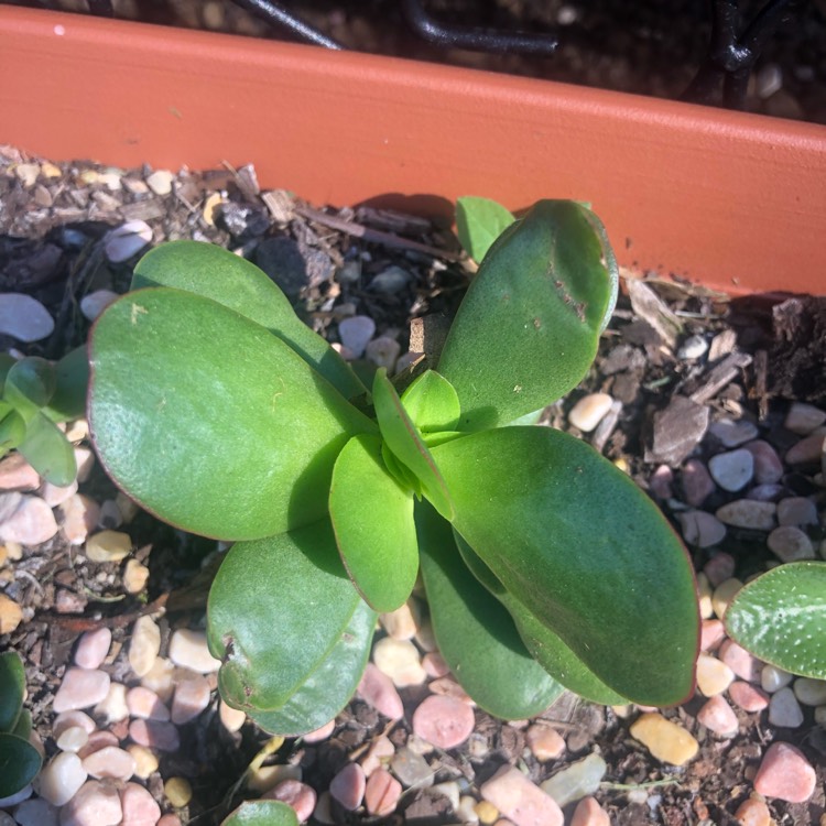 Plant image Crassula Platyphylla