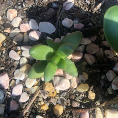 Crassula nudicaulis var. 'Herrei'