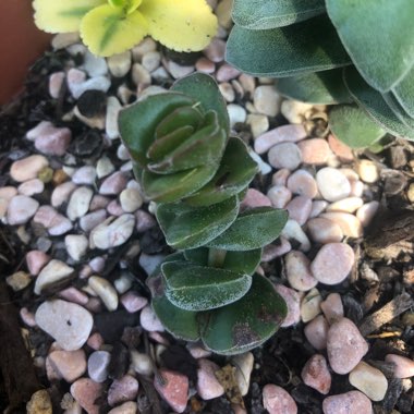 Crassula Jade Tower