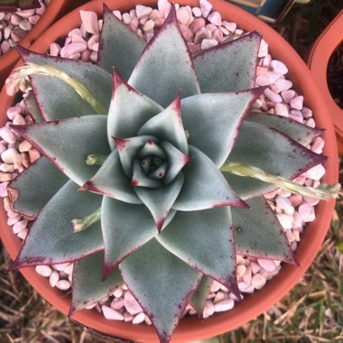 Echeveria Agavoides Ebony