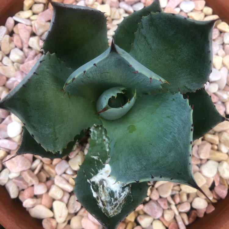 Plant image Agave Pygmae