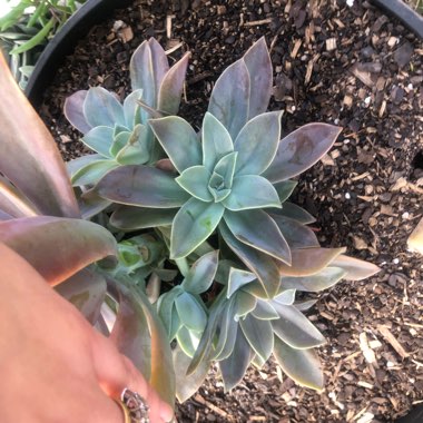 xGraptoveria Fred Ives