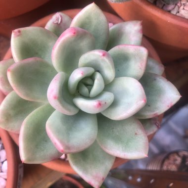 Echeveria Avocado Cream 