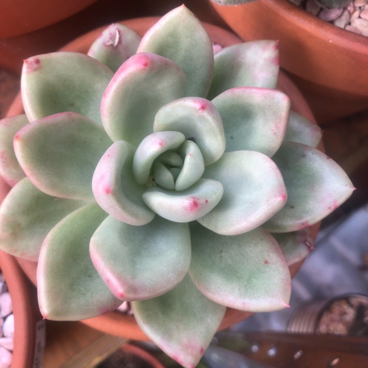 Plant image Echeveria Avocado Cream 