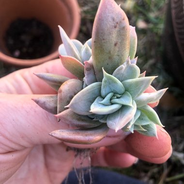 Echeveria Silver Queen