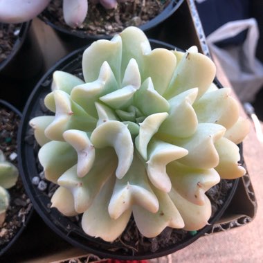 Echeveria Exotic