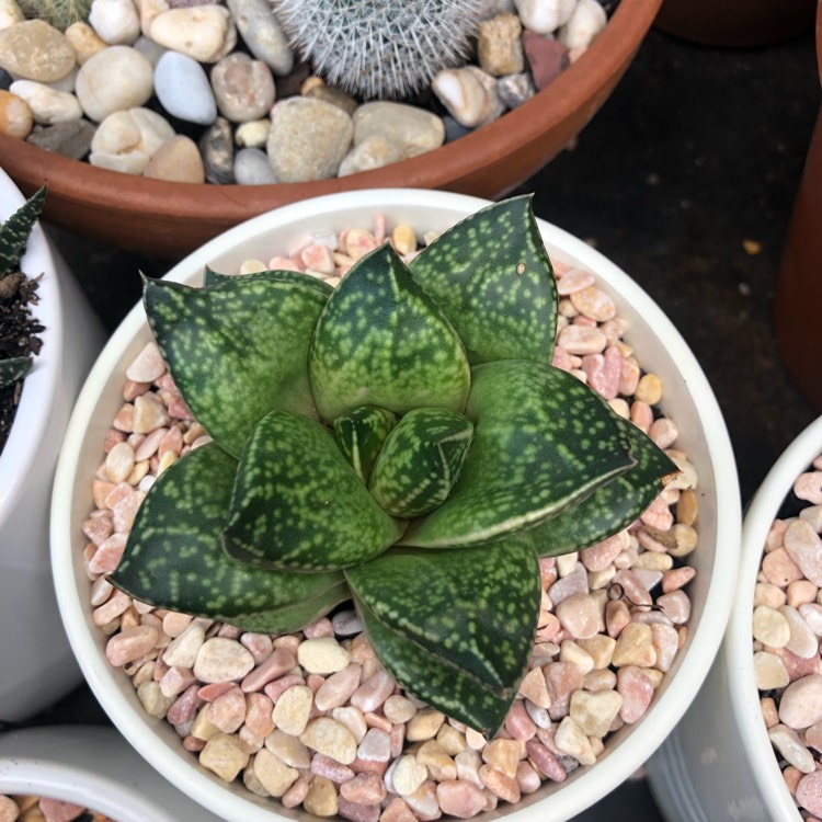 Plant image x Gasterhaworthia 'Rosava'