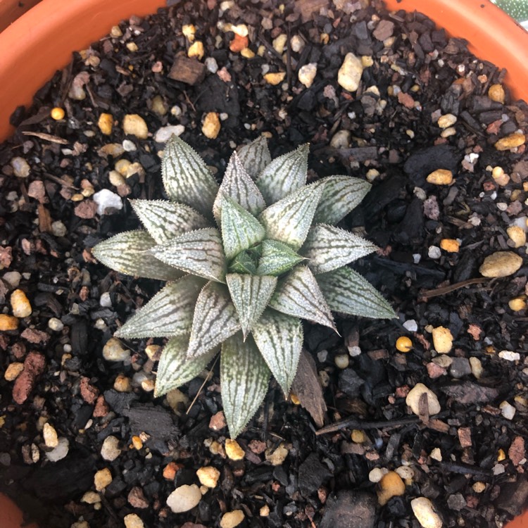 Plant image Haworthia 'Silver Kiwi'