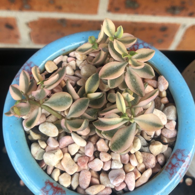 Plant image Crassula Volkensii f. Variegata