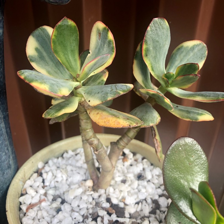 Plant image Crassula arborescens subsp. undulatafolia 'Bluebird Varigata'