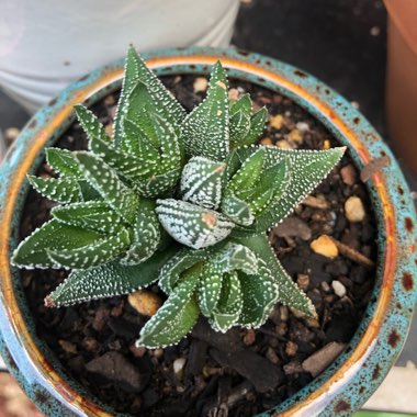 Haworthiopsis attenuata var. attenuata 'Enon' syn. Haworthia attenuata 'Enon'