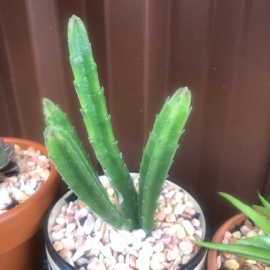 Stapelia grandiflora