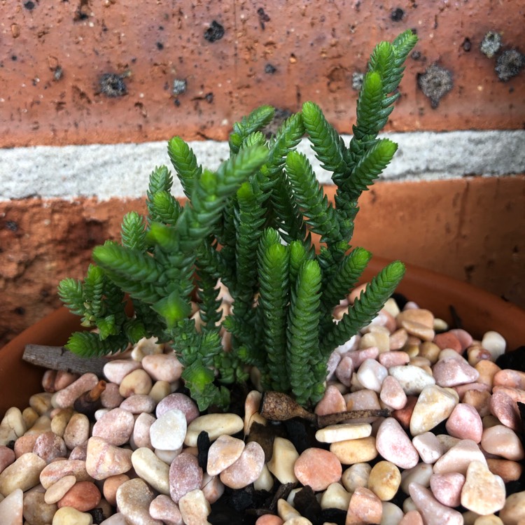 Plant image Crassula Ericoides