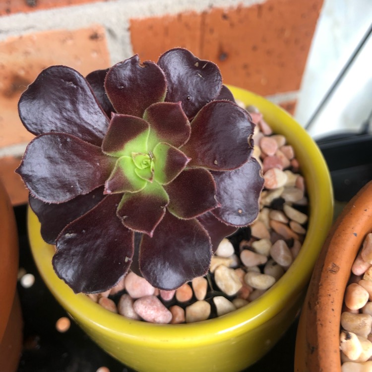 Plant image Aeonium Short Black