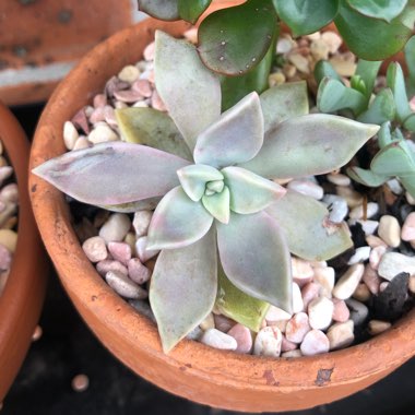 Graptopetalum Purple Haze