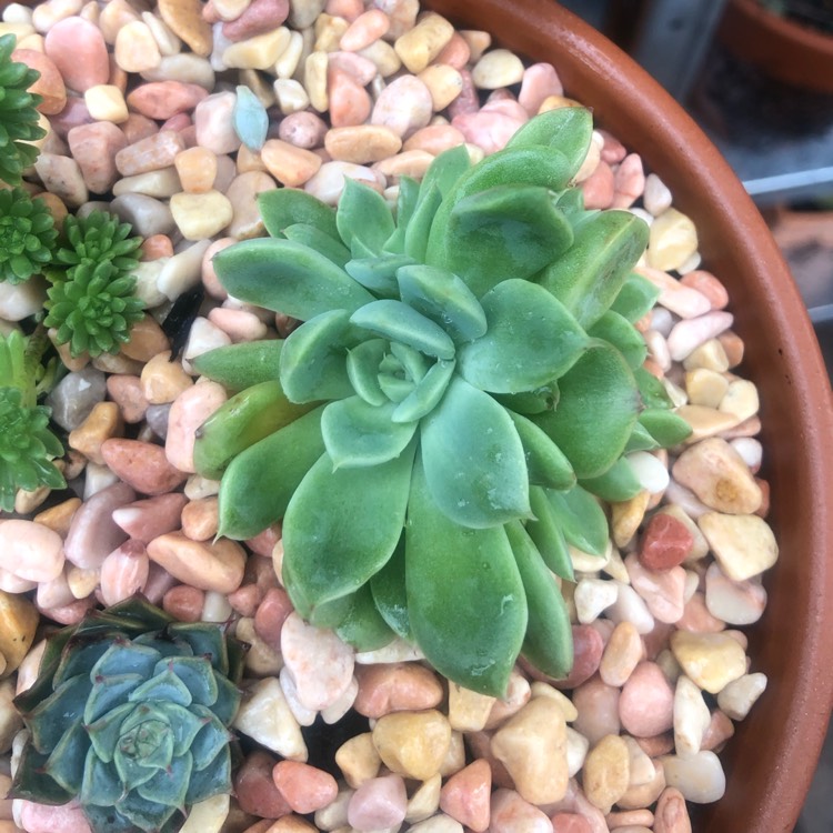 Plant image Echeveria Elegans Potosina