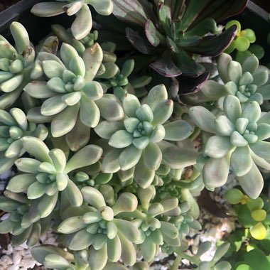 Graptopetalum Mendozae