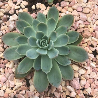 Echeveria Elegans