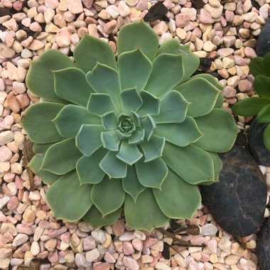 Echeveria Secunda