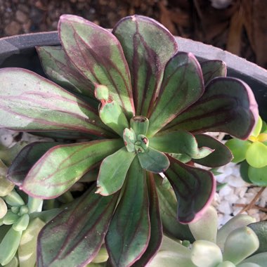 Echeveria Nodulosa