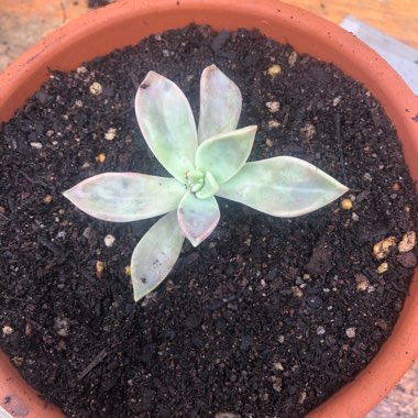 Graptopetalum Purple Haze