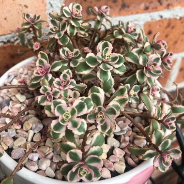 Sedum Spurium Tricolor