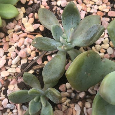 xGraptoveria Opalina