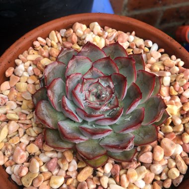 Echeveria Hera