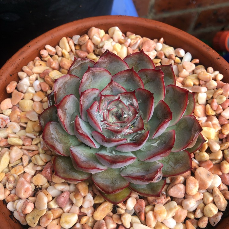 Plant image Echeveria Hera