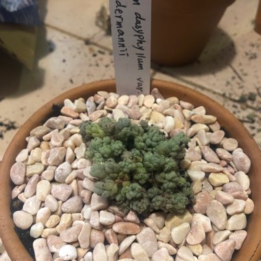 Sedum Dasyphyllum Var. Suendermannii 