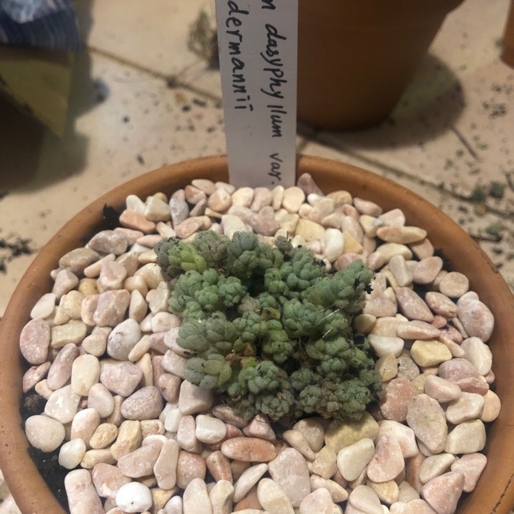 Plant image Sedum Dasyphyllum Var. Suendermannii 